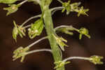 Green adder's-mouth orchid